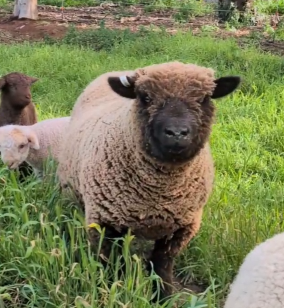 A group of young lambs grazing in a grassy field, with one facing the camera and a few others nearby.