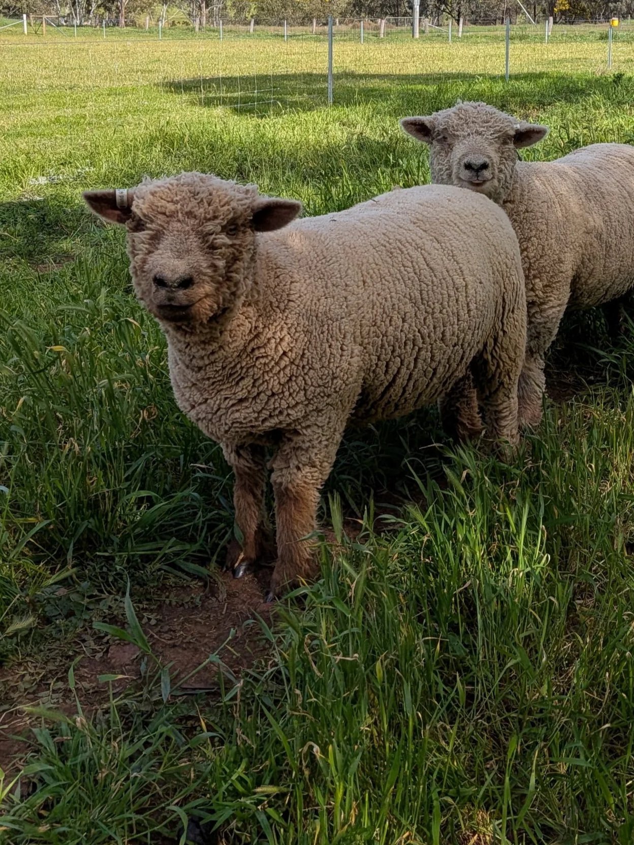A young brown lamb with a sheep's body and a dog-like dog's face standing on grass.