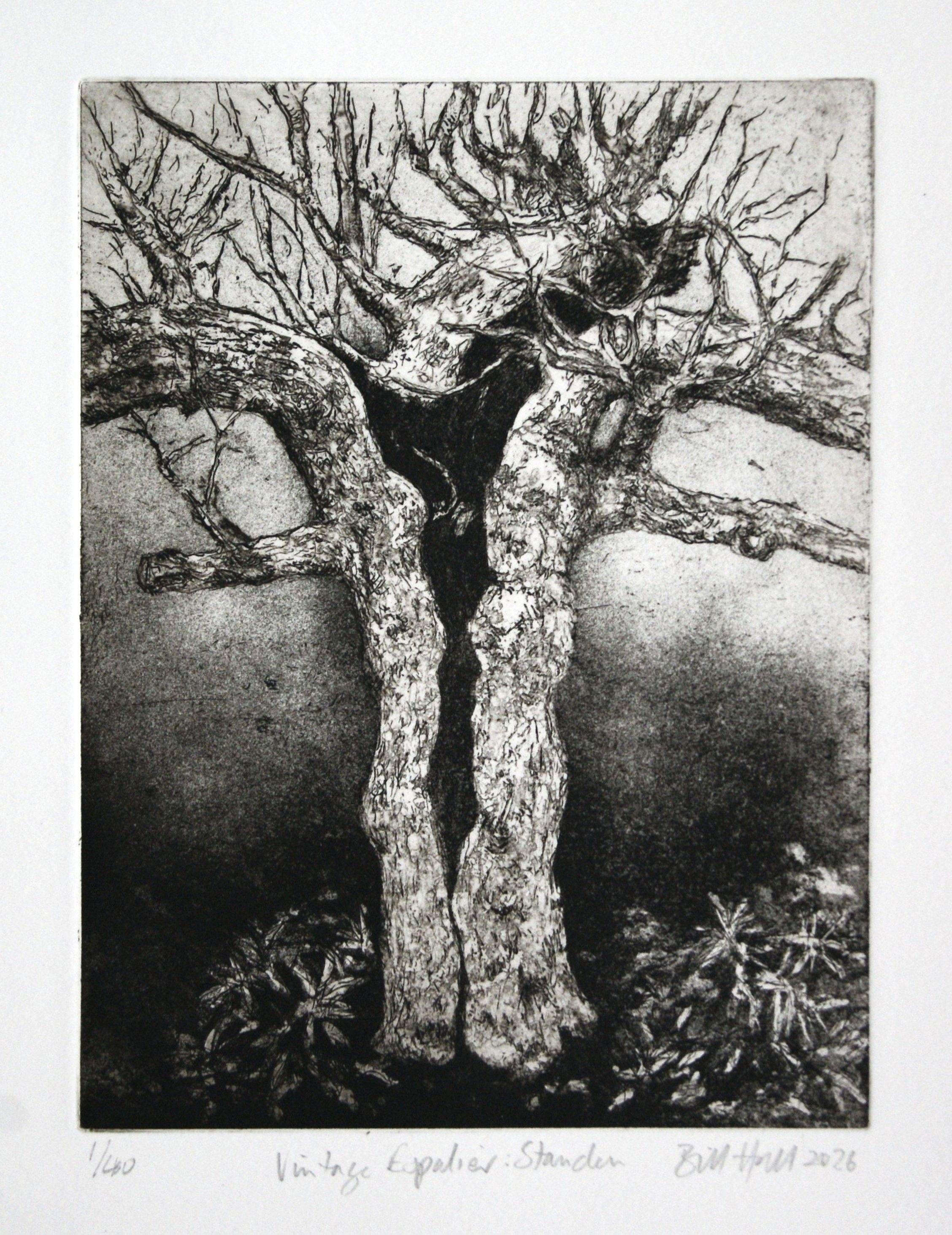 Vintage_Espalier_I_Standen__Bill_Hall.JPG