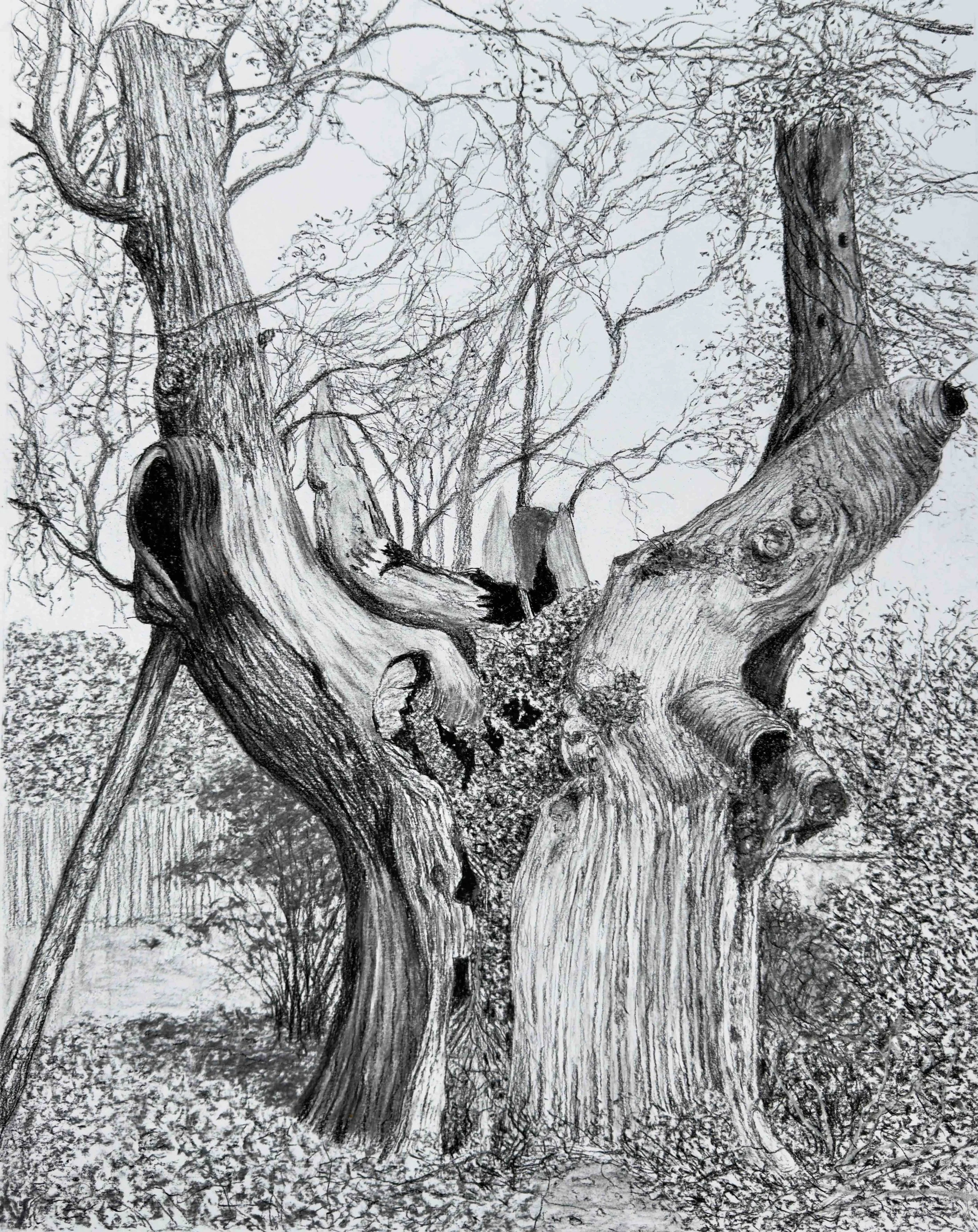 Ancient_Pollarded_Oak_jpeg.jpeg