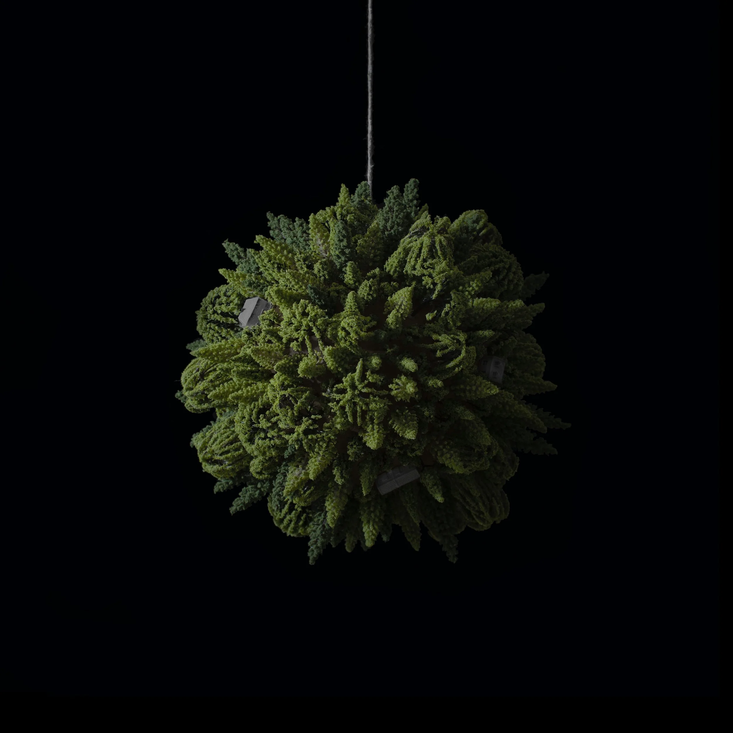 Seed_1.jpg