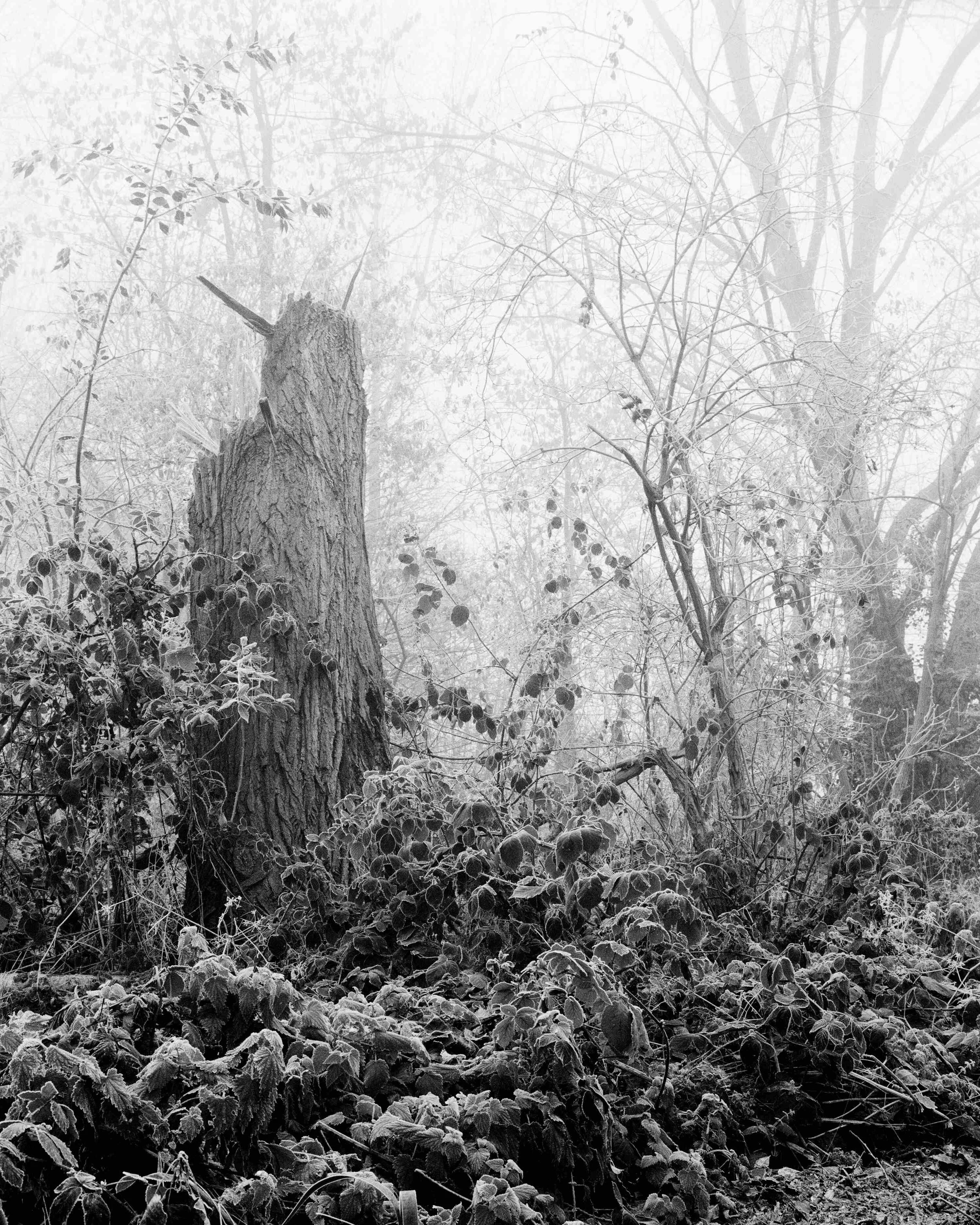 Shelter_Marshland__7.jpg