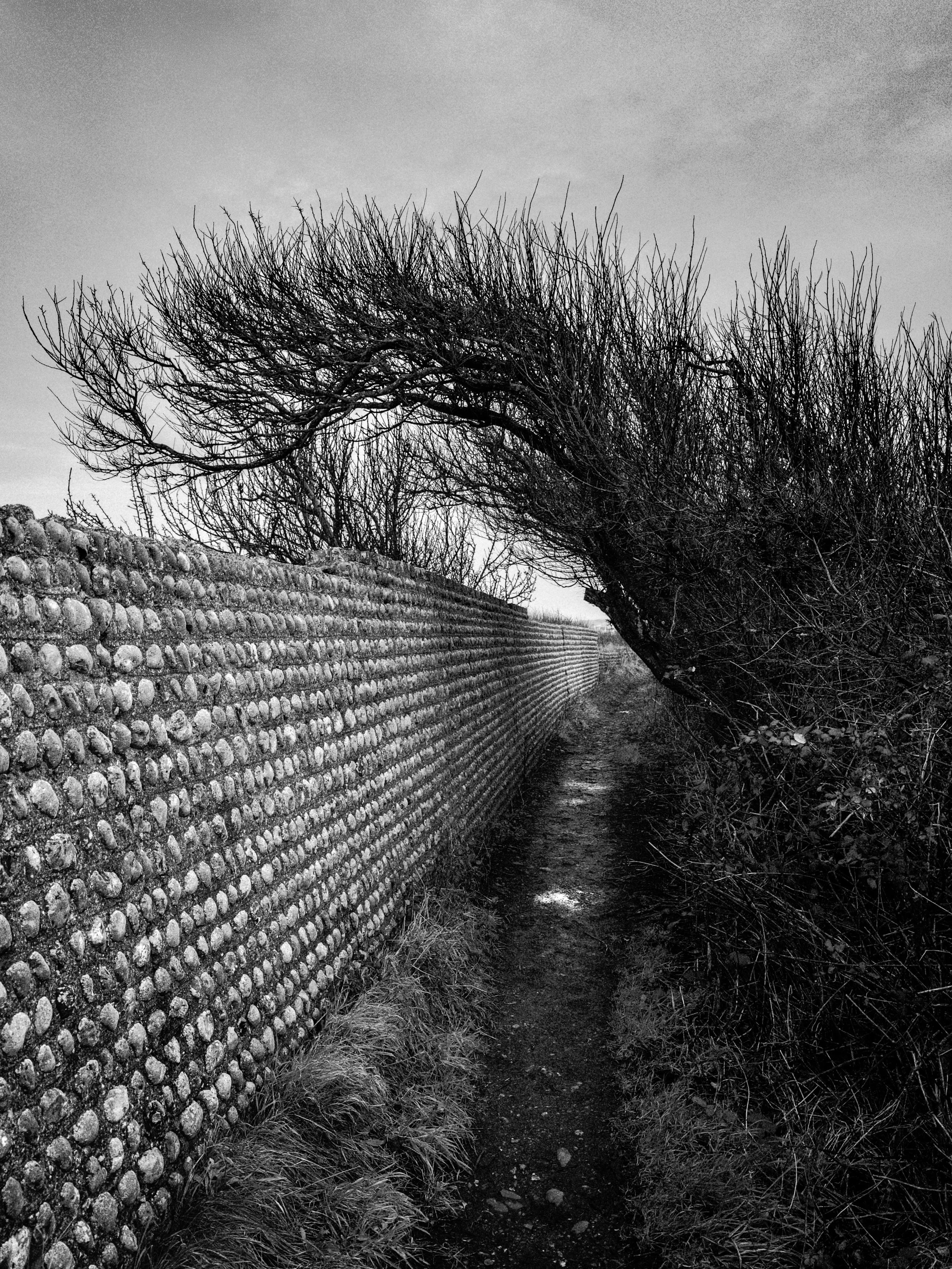 A.HUDSON___Sussex_Cont_Shelter.jpg