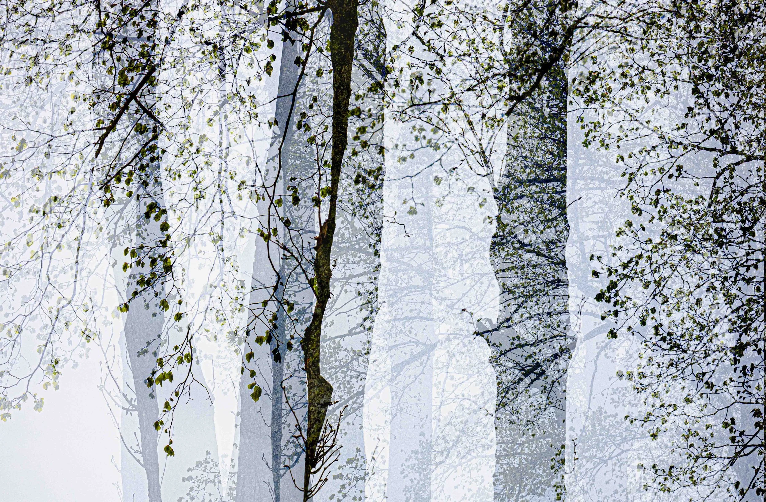 under_the_canopy.jpg