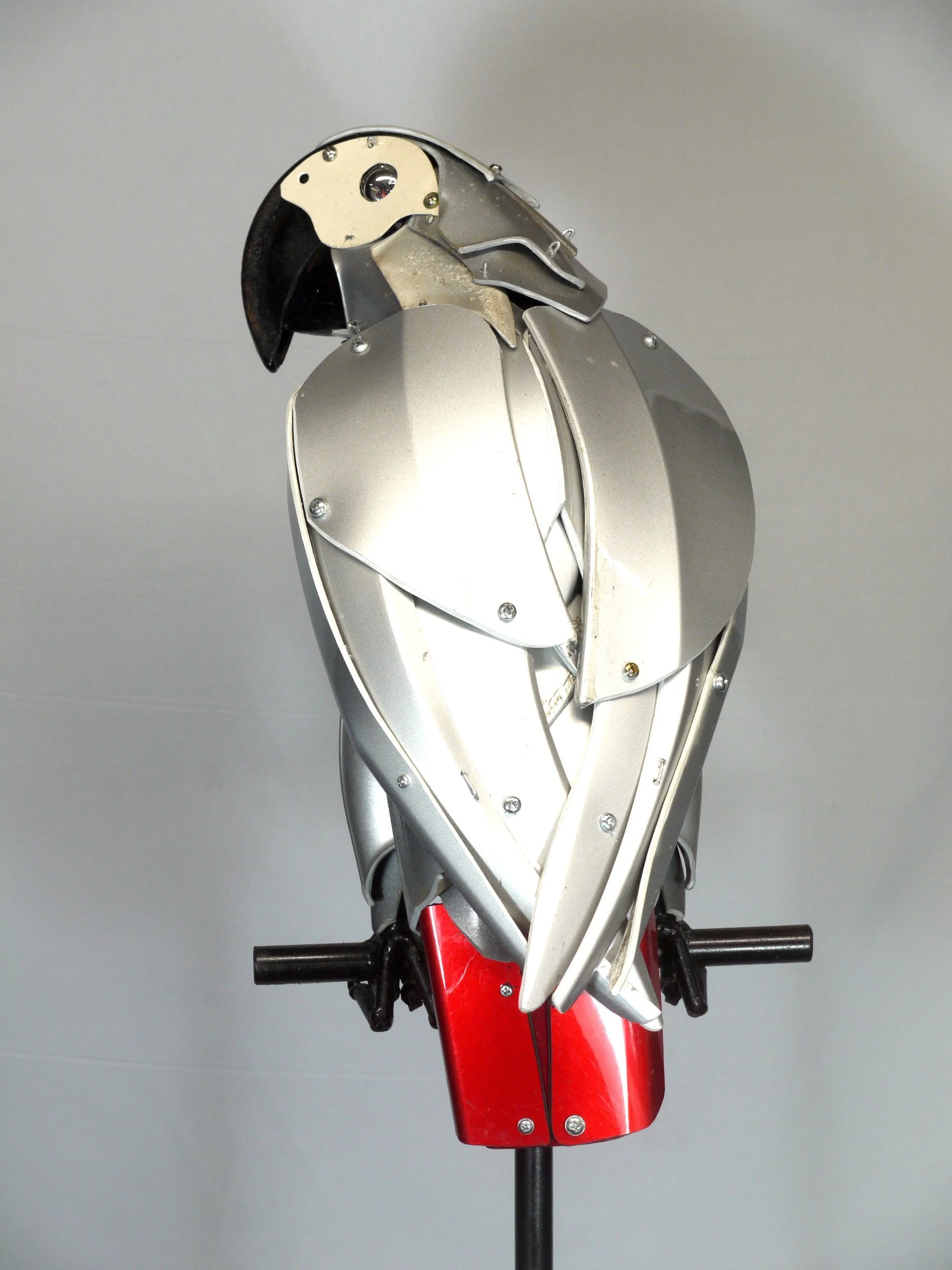 African Grey Parrot By Ptolemy Elrington