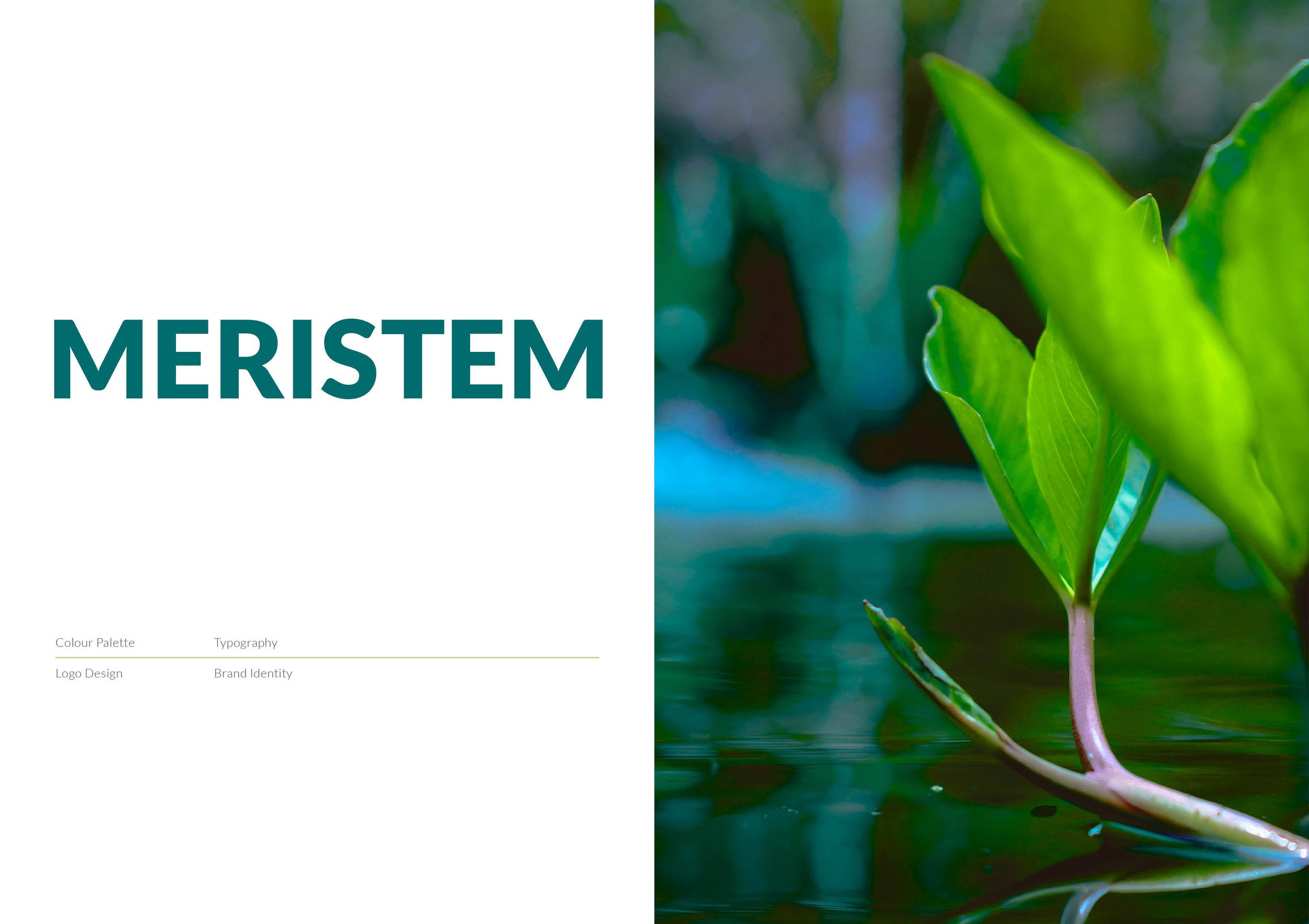 MERISTEM - Brand Identity.jpg