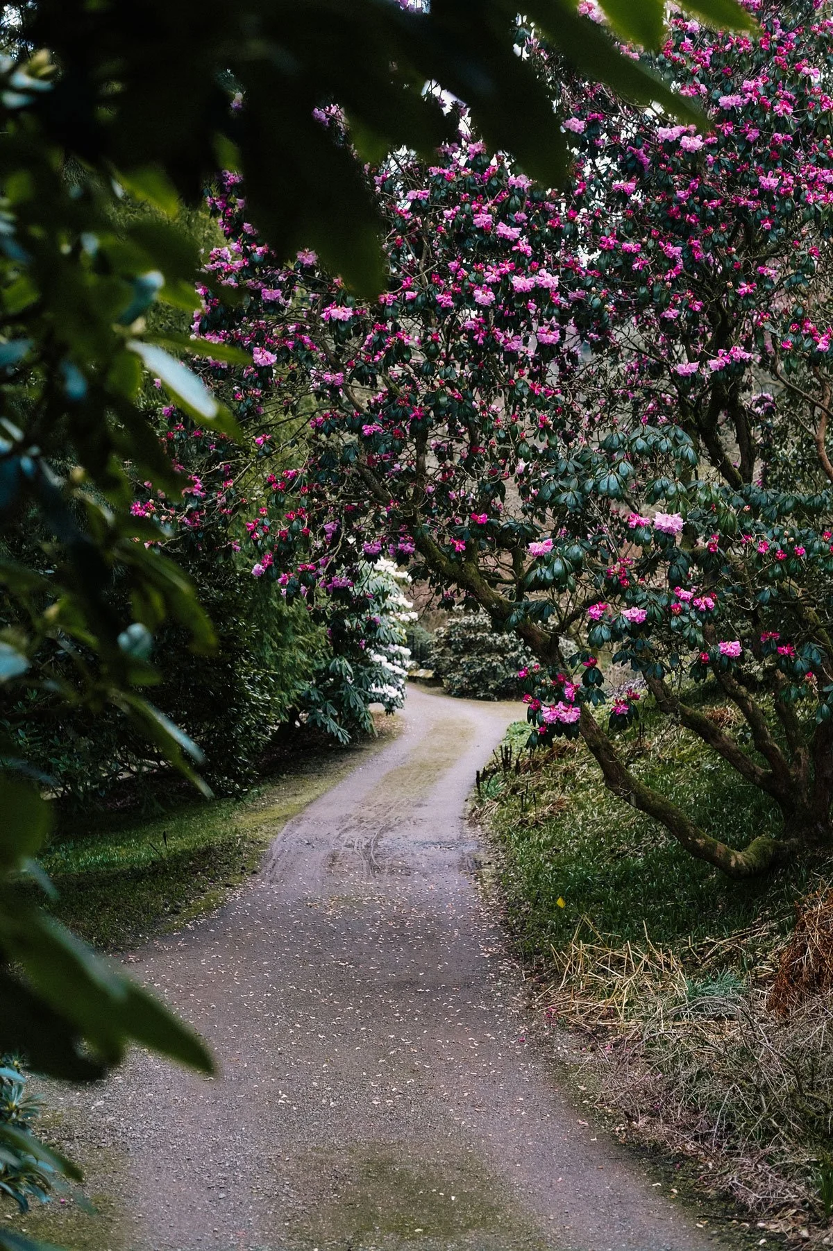 Dawyck Botanic Garden and Cafe