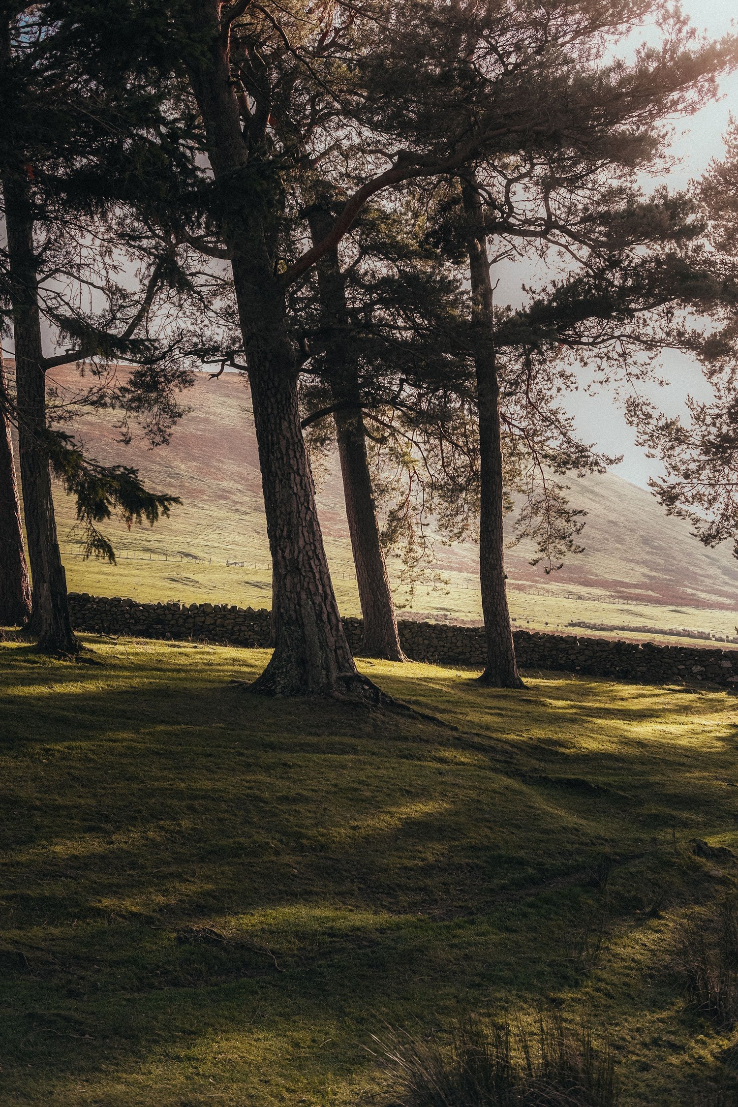 PeeblesOnlineStMarysLochSeanKEttrickForest.jpg