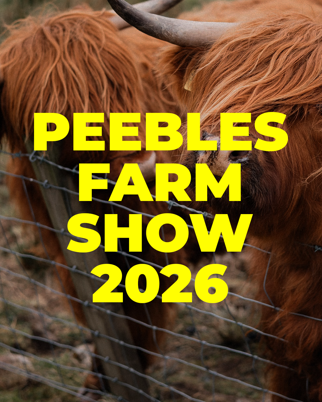 Peebles Farm Show Highland Cows