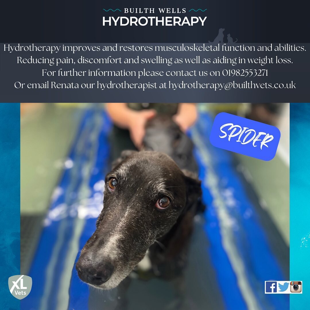 Meet Spider, our treats obsessed, handsome lurcher. Spider has recently started his hydrotherapy treatment to help with early onset of arthritis, his owner would like us to target stiffness and some muscle mass loss.

 Spider is almost 12 years young