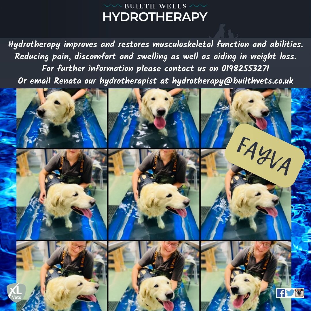 Meet Faithful Fayva, as titled by her owner, Fayva is an 11 year old Golder Retriever who has been coming the past month for her weekly hydrotherapy sessions. 

Fayva is a rescue dog and in the past she has had surgery for a ruptured cruciate ligamen