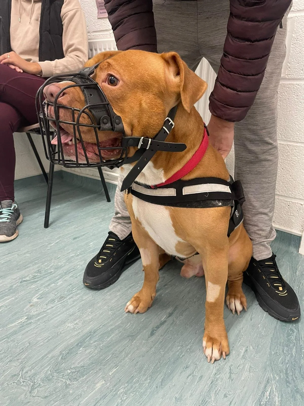 Navigating the New UK Regulations for XL Bully Owners