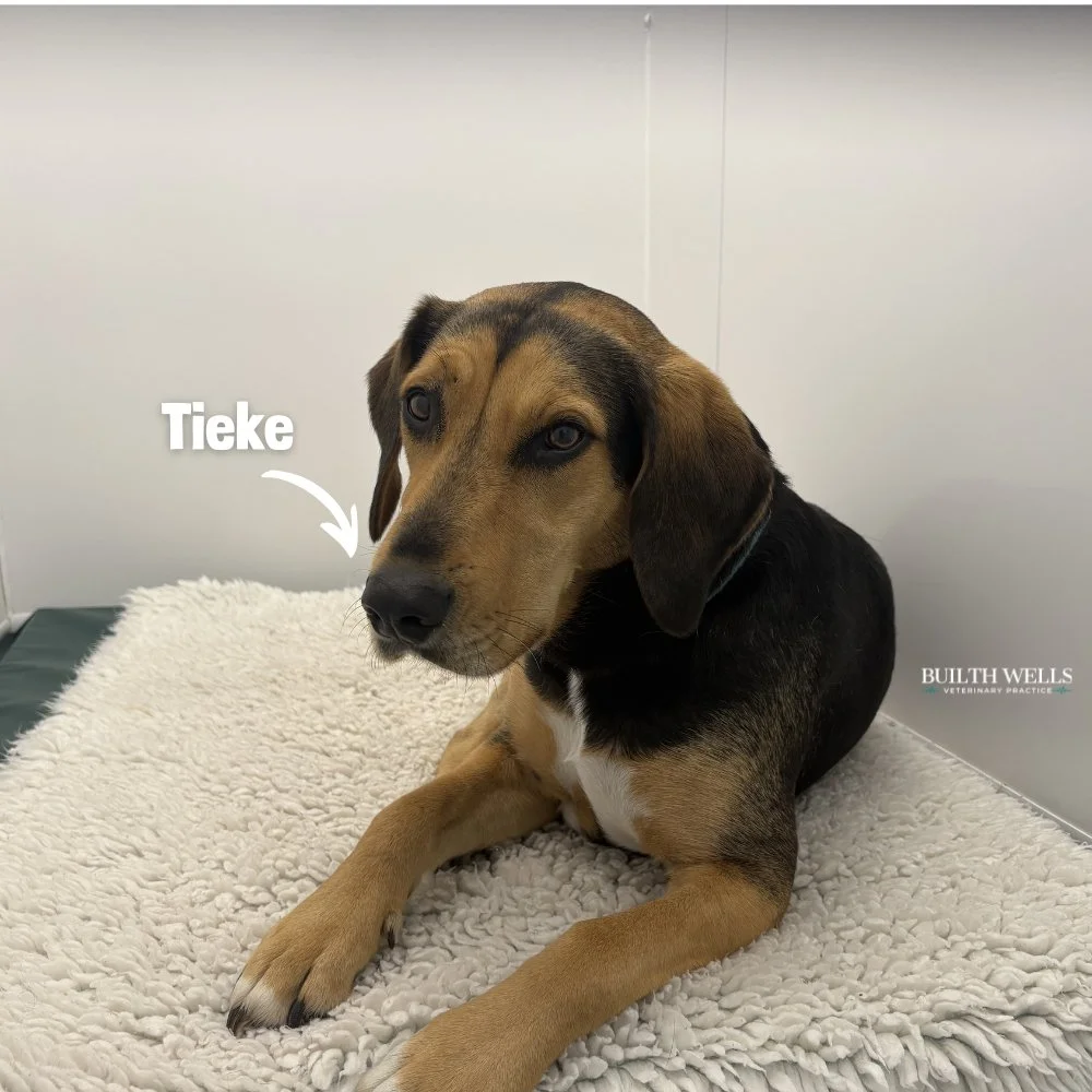 Tieke’s Road to Recovery at Builth Vets 