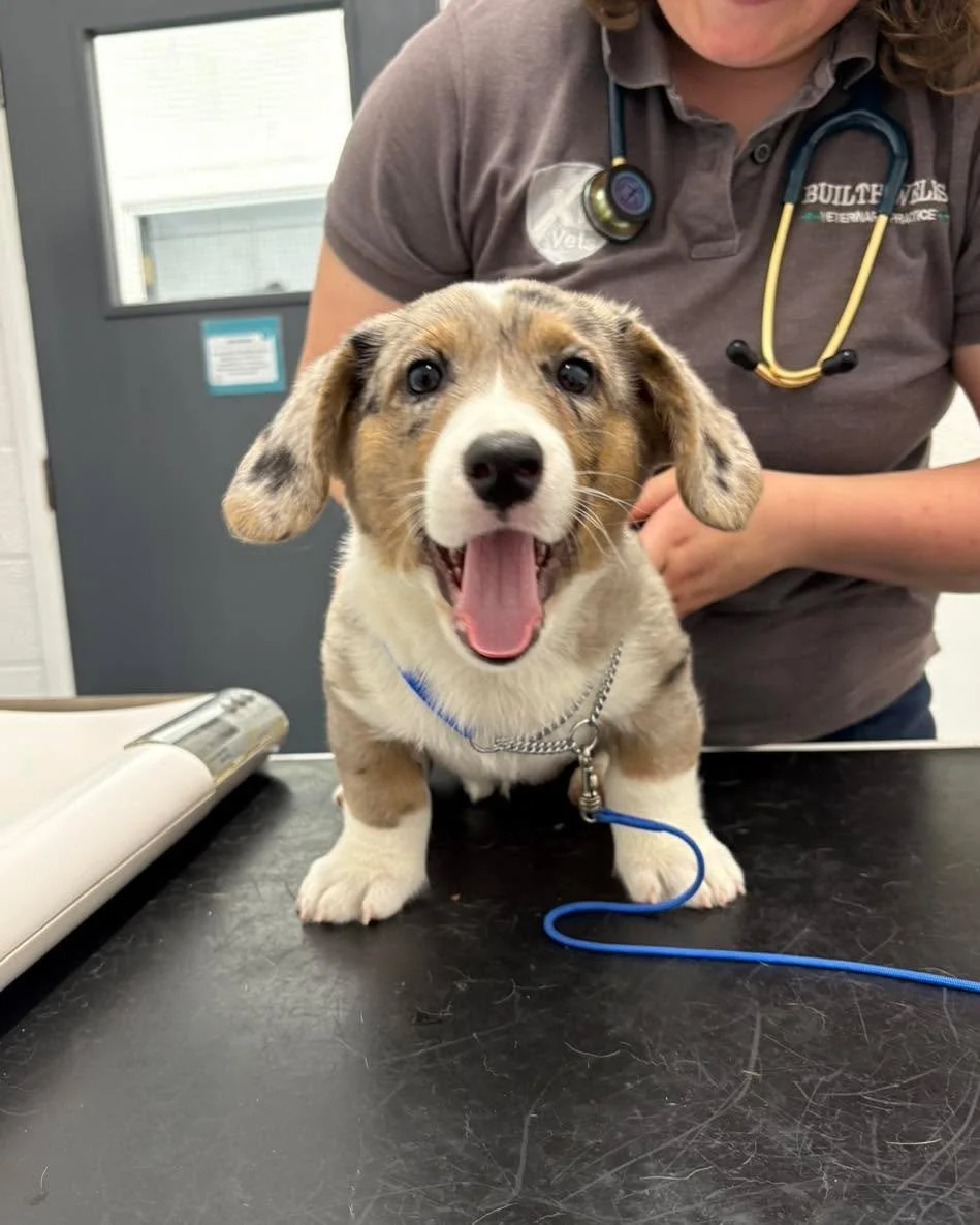 A little Corgi pup visit 🐾

We recently welcomed this lovely Corgi puppy in for his general health check.

These early visits are an important part of getting puppies off to the best start, allowing us to check their growth and development, discuss 