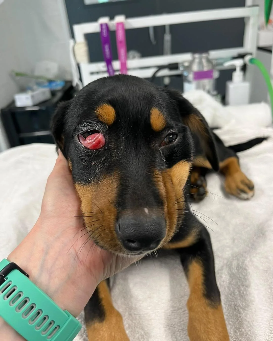 Lassie&rsquo;s cherry eye repair 🐶

We recently welcomed Lassie, a lovely Huntaway pup, to the practice for her cherry eye repair.

Cherry eye occurs when the gland of the third eyelid becomes displaced, causing a red swelling in the corner of the e