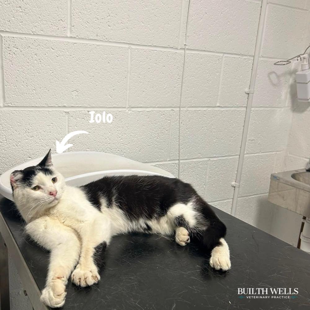 Meet Iolo! 🐱

Iolo recently came in to see us for some blood tests and took it all completely in his stride. He stayed calm and relaxed throughout his visit, making the whole process nice and straightforward.

We know that vet visits can sometimes f