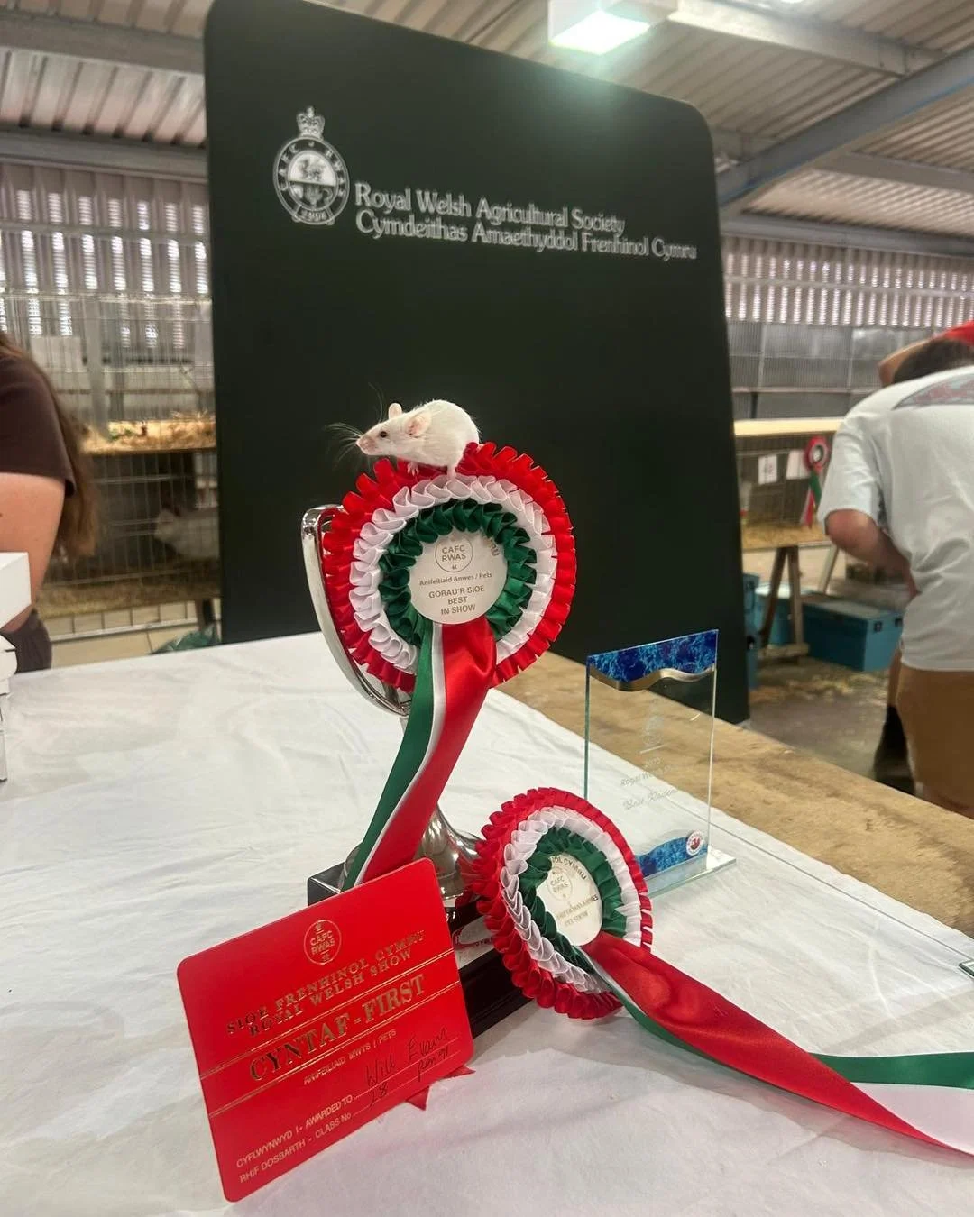 We're incredibly proud to have had Katie represent Builth Vets at this year's Royal Welsh Show as the Pet Show Judge🏆🐾

A huge well done to everyone who took part and brought along their wonderful pets&mdash;it was fantastic to see so many entries 