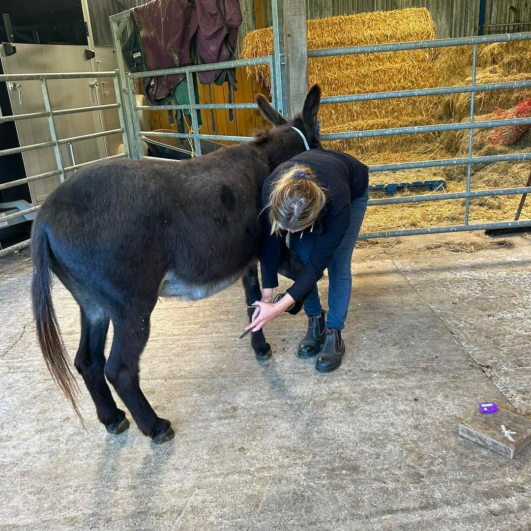 A closer look at those hooves! 🐴

We recently visited this lovely donkey to take X-rays of their front feet. X-rays are a really useful tool for helping us understand what&rsquo;s happening inside the hoof and supporting us in making the best decisi