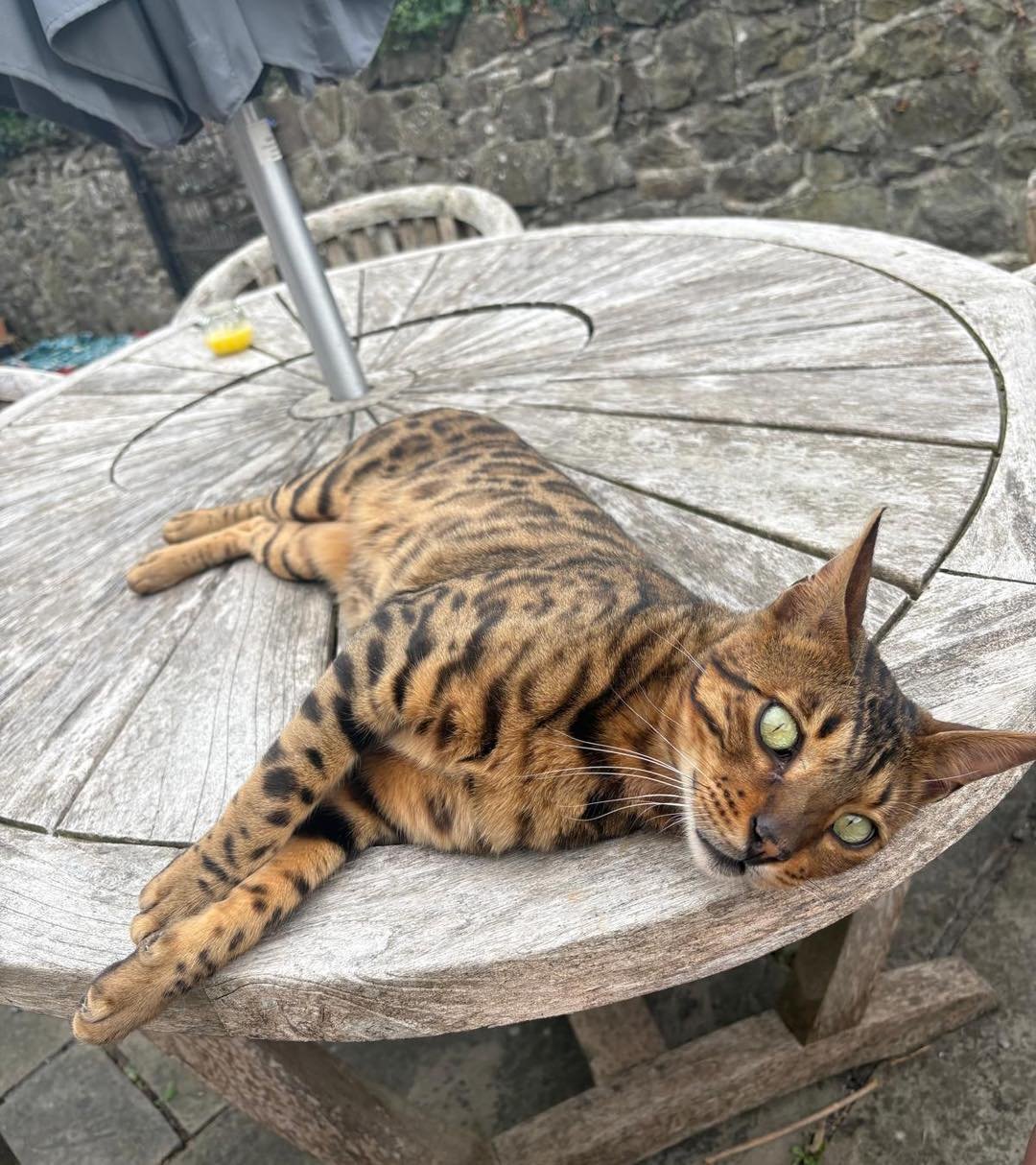 Meet Zeus 🐾

Zeus is a beautiful Bengal cat who came into the practice after being found by a member of the public.

Sarah decided to rescue him, and he is now enjoying the care and attention he deserves. It&rsquo;s safe to say he&rsquo;s a very han