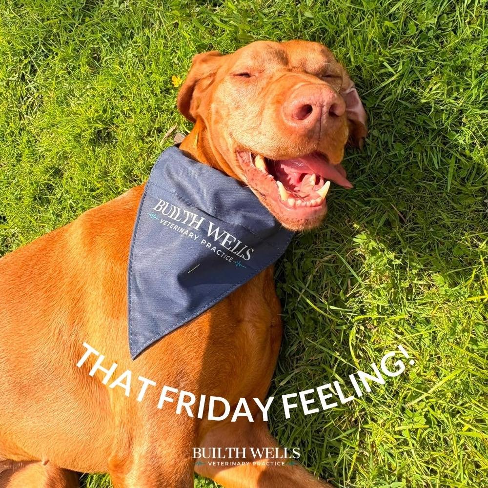 Are you as happy as Moll this Friday? 🐶

We think she&rsquo;s looking pretty pleased with herself! 

Happy Friday from all of us at Builth Vets &mdash; have a lovely weekend! 🐾

#BuilthVets #HappyFriday #WeekendVibes