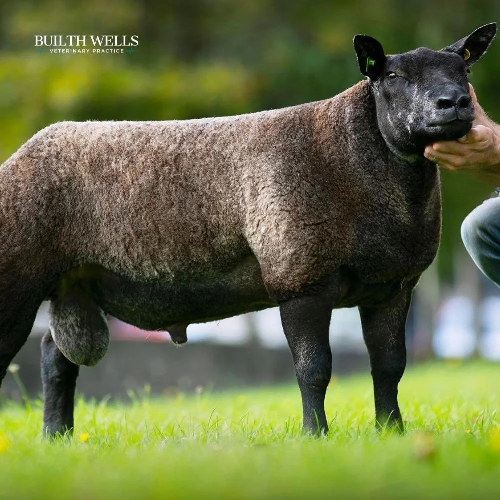 Tupping is just around the corner &mdash; but are your boys up to the job?🐑 

With Bluetongue circulating this season, there is potential for an increased number of rams experiencing reduced fertility. Don&rsquo;t wait until scanning to find out the