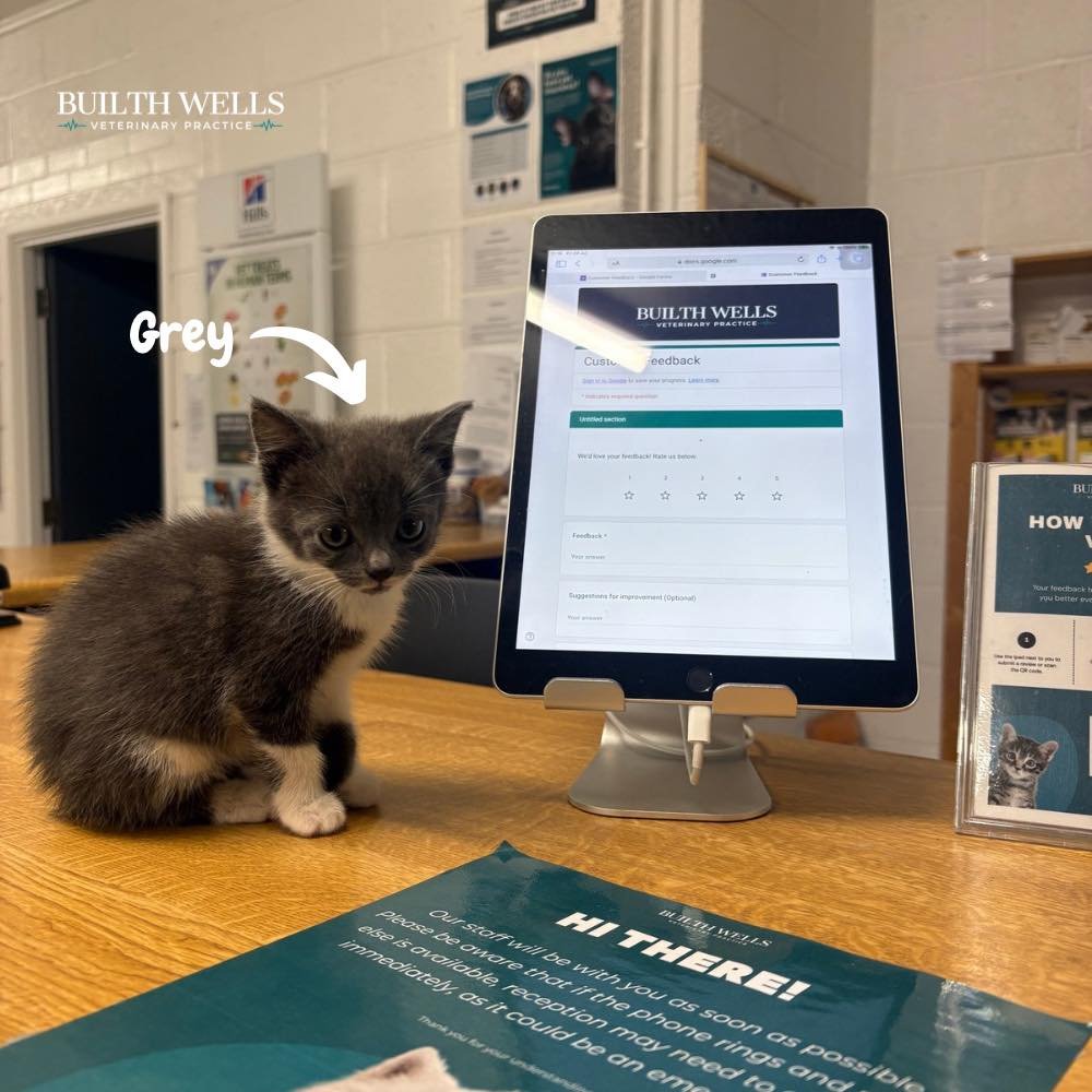 Would you like to leave us a review? 💚

Little Grey recently came in for her first check-up and was an absolute star!

After her visit, she was very keen to have a go at leaving us a review using our in-house review system... although we suspect her