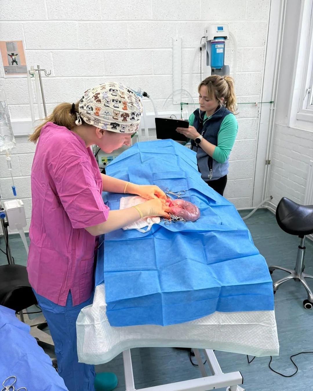 Holly&rsquo;s Story 🐾

Holly came into us after becoming unwell and was diagnosed with pyometra, a serious bacterial infection of the uterus that can occur in unspayed female dogs.

Pyometra is more commonly seen in dogs over 7 years old, but it can