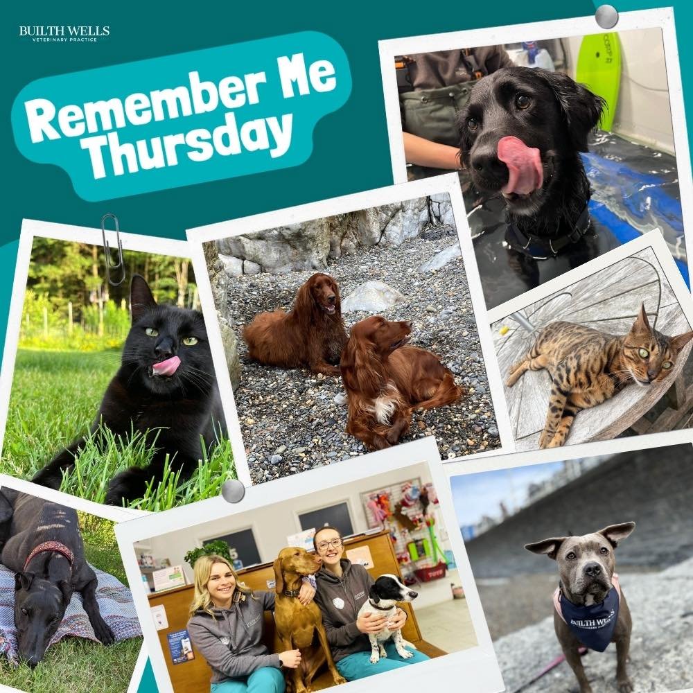 Remember Me Thursday 🐾

Today, we&rsquo;re raising awareness for the millions of adoptable pets still waiting in shelters and remembering those that never got their second chance.

At Builth Vets, we see the positive impact adoption can have, not ju