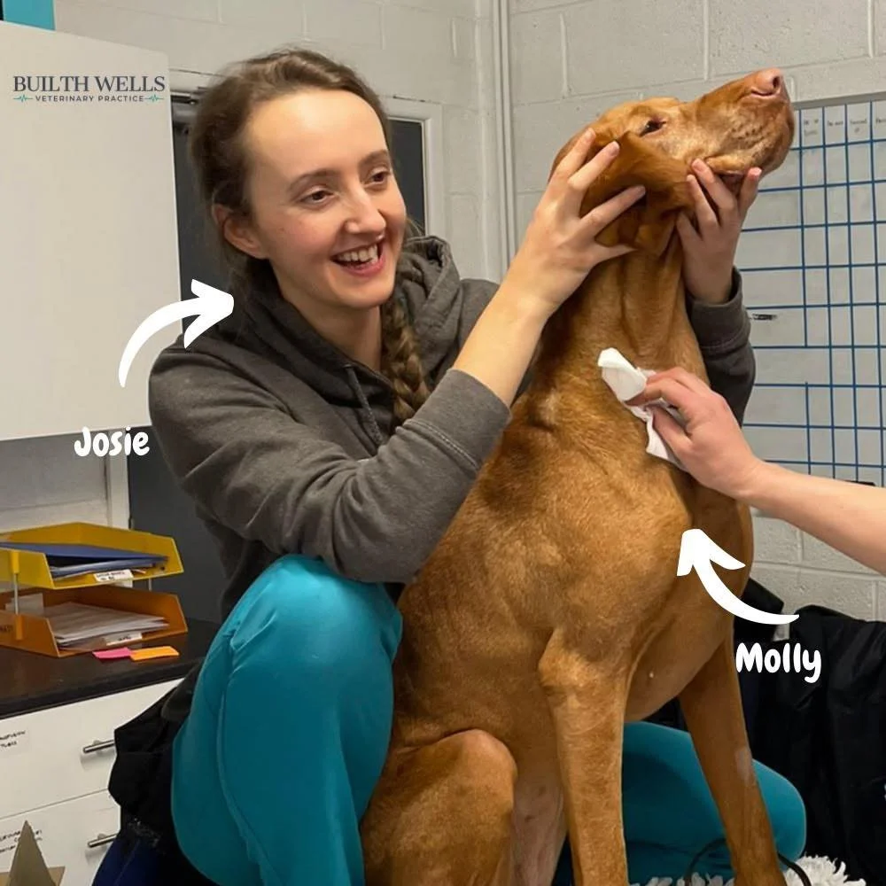 Team Member of the Month 🐾 

This month&rsquo;s winner is&hellip; Josie!🥳

Josie continues to be such a valued part of our team, bringing her kindness, positivity, hard work and infectious sense of humour to everything she does. 

She always goes t