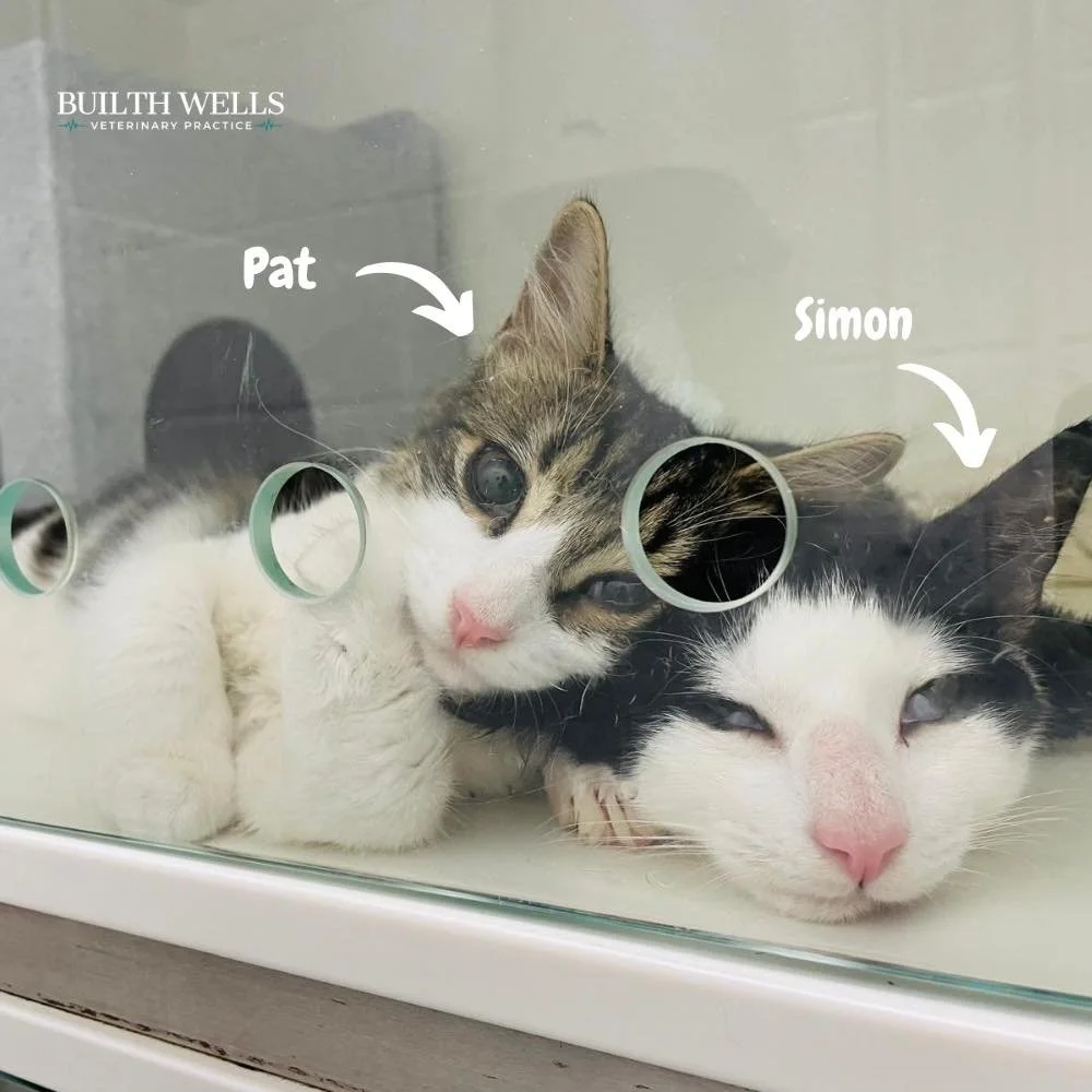 A busy day for these four! 😺

We recently had this lovely group of four siblings in with us for their neutering. They were all incredibly well behaved and did really well throughout their stay with us. 🐾

All four have recovered well and are now ba