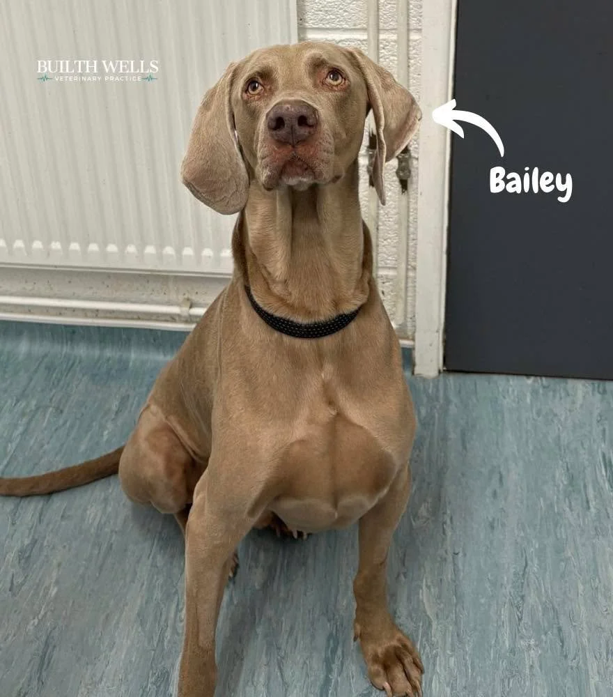 Meet Bailey 🐾

Bailey, the lovely Weimaraner, came in to see us recently after becoming seriously unwell with severe pancreatitis. He required intensive veterinary and nursing care to support him during his illness. After spending a week with us in 