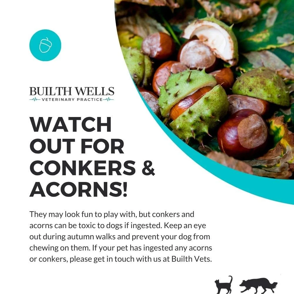 Autumn Safety Reminder: Acorns &amp; Conkers 🍂

As the leaves fall, so do conkers and acorns. They may look harmless, but dogs, horses, and livestock can get unwell if they eat them&mdash;especially green acorns.

What to watch for:
Dogs: vomiting, 