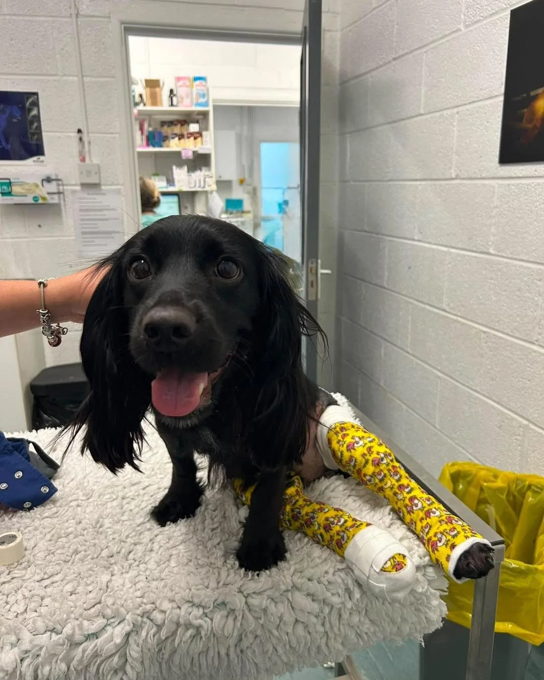 Flo&rsquo;s Recovery Journey 🐾

Flo came to us after suffering multiple fractures to both of her back legs after being involved in a RTA. 

Her injuries were significant and required specialist assessment and treatment. Due to the extent of her inju