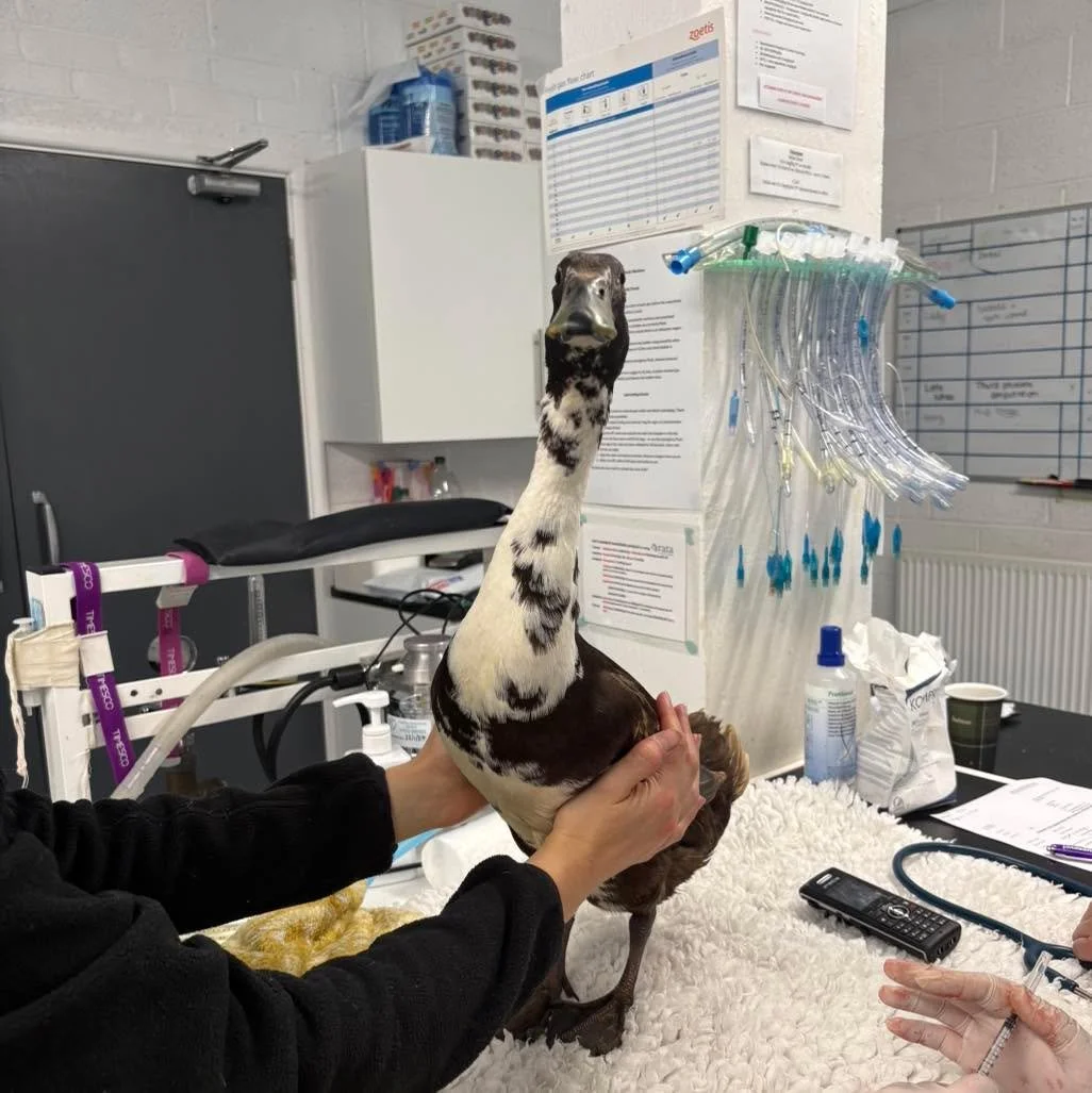 Steve the Duck's Visit 🦆

Steve the duck recently came in to see us after getting himself into a bit of trouble.

He was suffering from paraphimosis, where the penis becomes stuck outside the body and can&rsquo;t return to its normal position, requi
