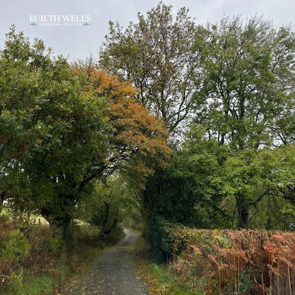 A Hidden Risk for Horses 🐴 

With strong winds and stormy weather arriving today, sycamore seeds and leaves can be blown into paddocks, increasing the risk of atypical myopathy &mdash; a serious and potentially fatal muscle disease in horses.

Pleas