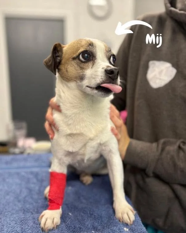 WEAR IT PINK!💗

On Friday we celebrated Wear It Pink Day here at the practice! Even Mij got involved, sporting a lovely pink/red bandage. 🩷

If you&rsquo;re able to, please follow the link or pop into the practice to donate and support this fantast