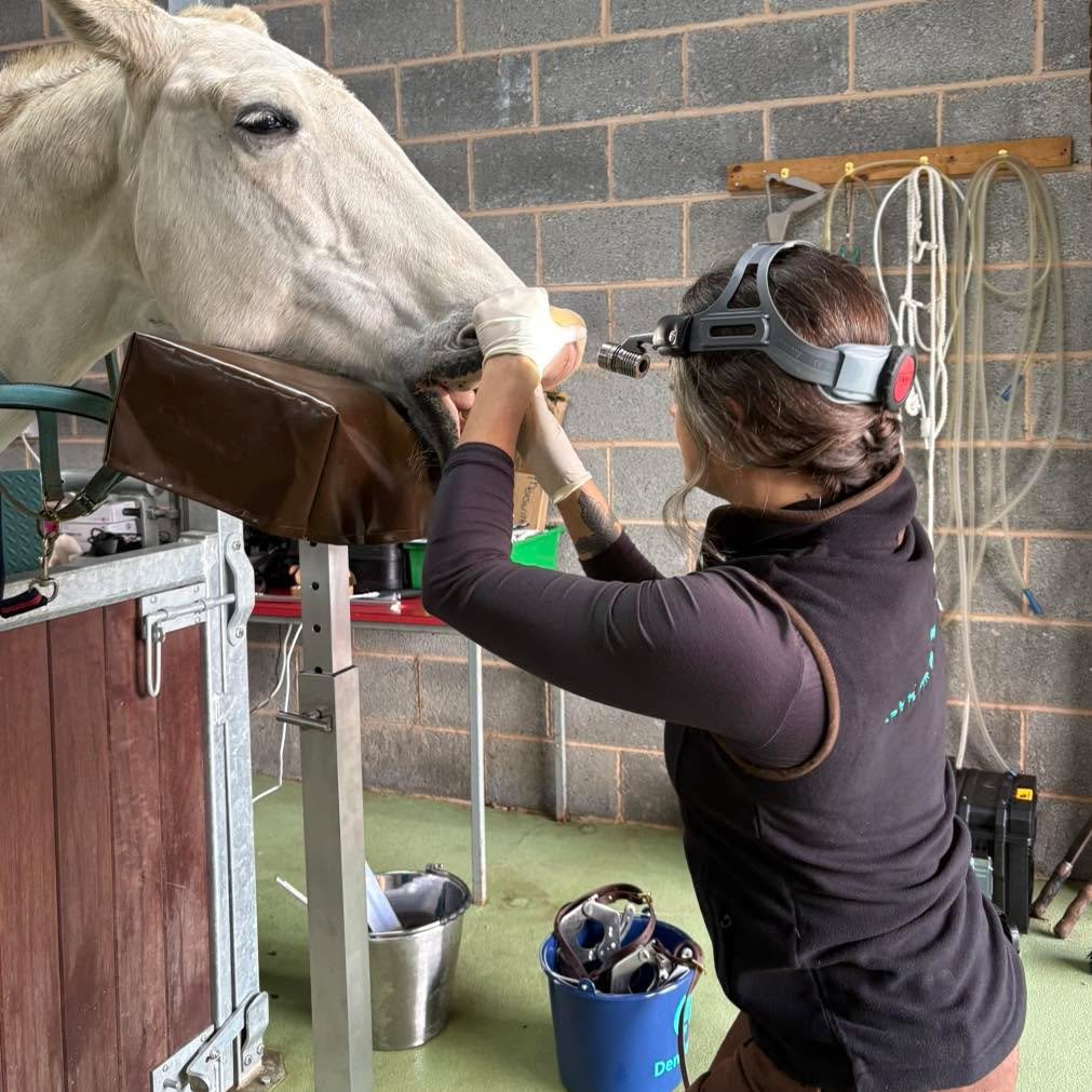 Oral Health for Horses 🐴🦷

Taking care of your horse&rsquo;s dental health is essential for their overall well-being. Horses rely on their teeth for proper chewing and digestion, and untreated dental issues can lead to pain, weight loss, or changes