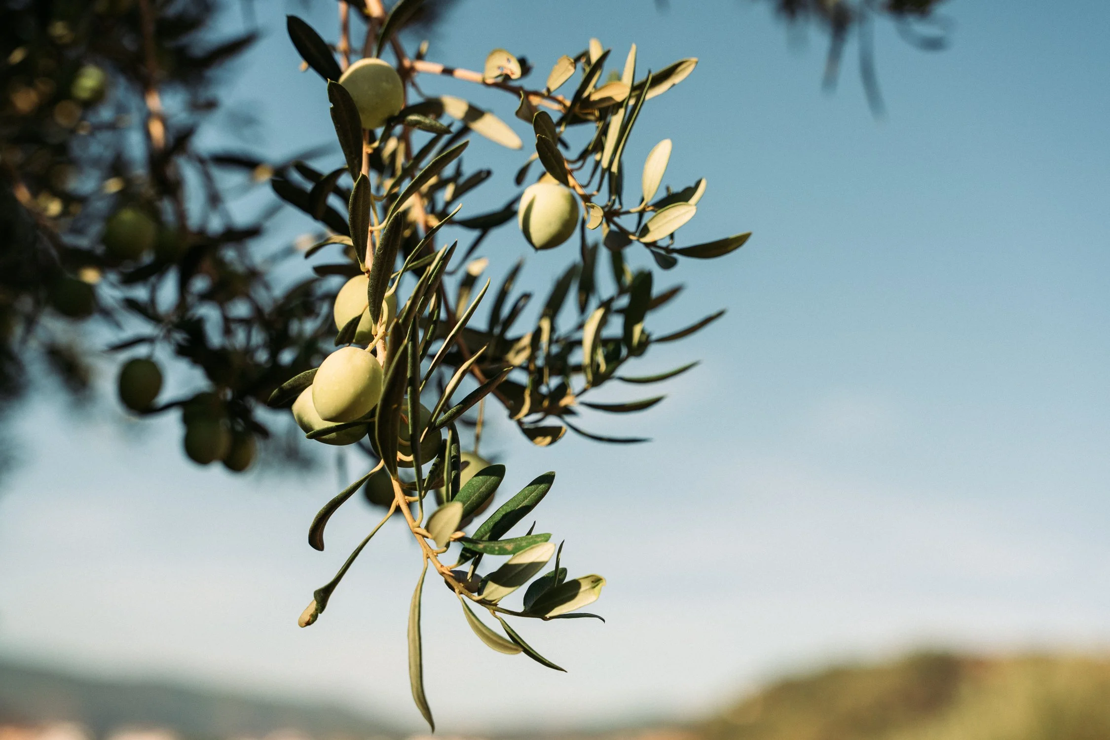 ArtisanPhoto Los Olivos_web-01403.jpg