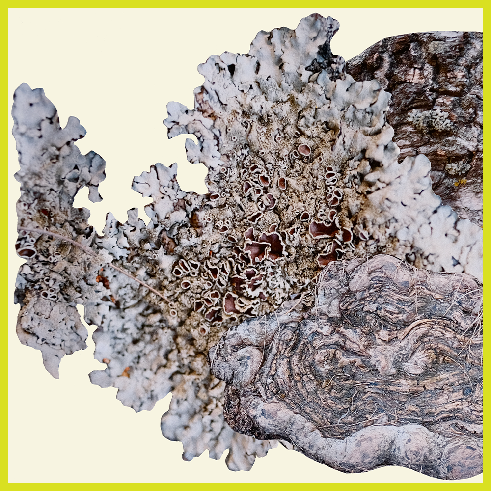 MAR/MÆR – BEDROCK : : ROCKBED 