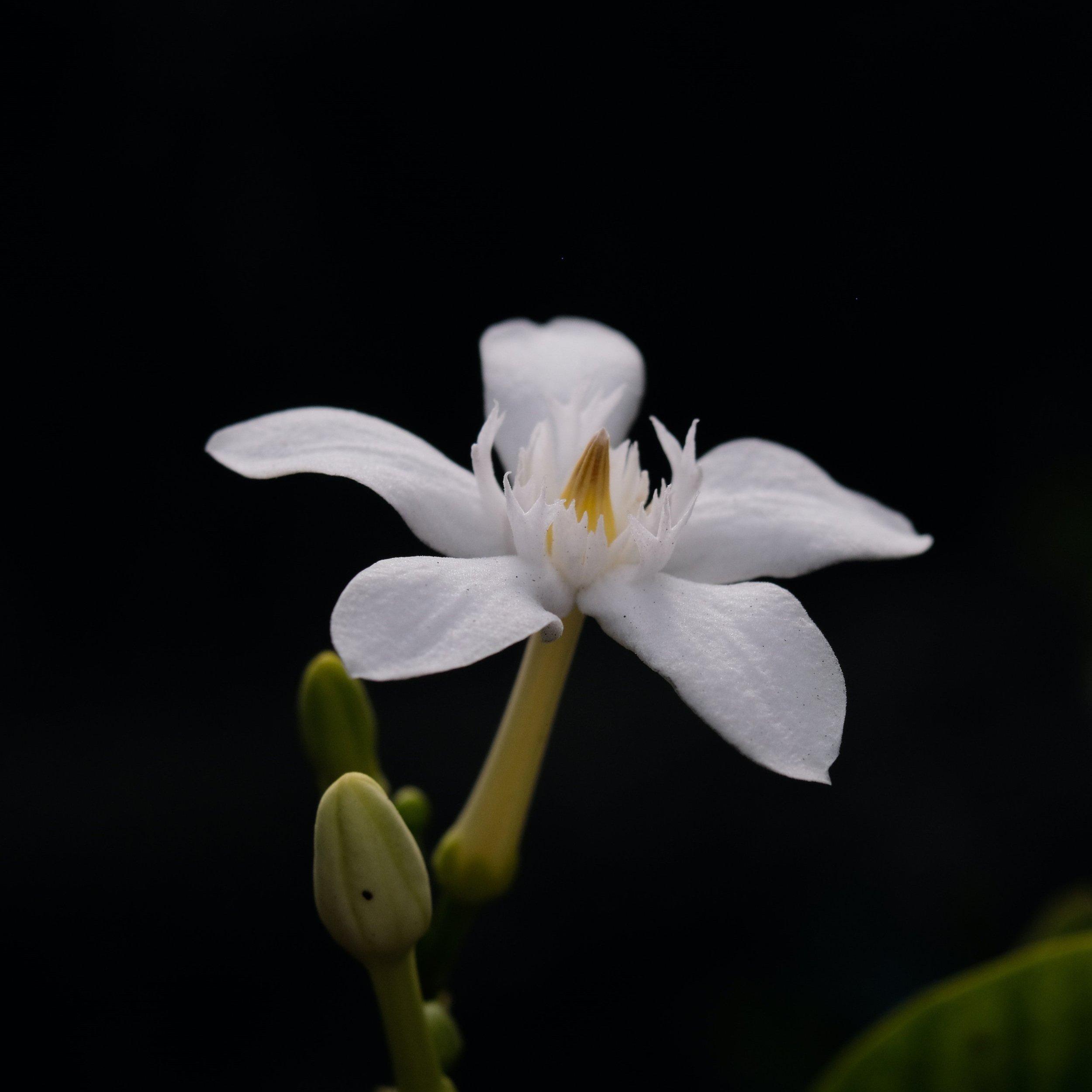 Jasmine+.jpg