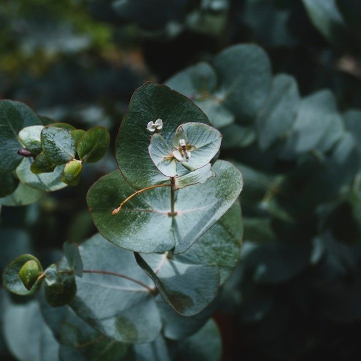 Eucalyptus.jpg