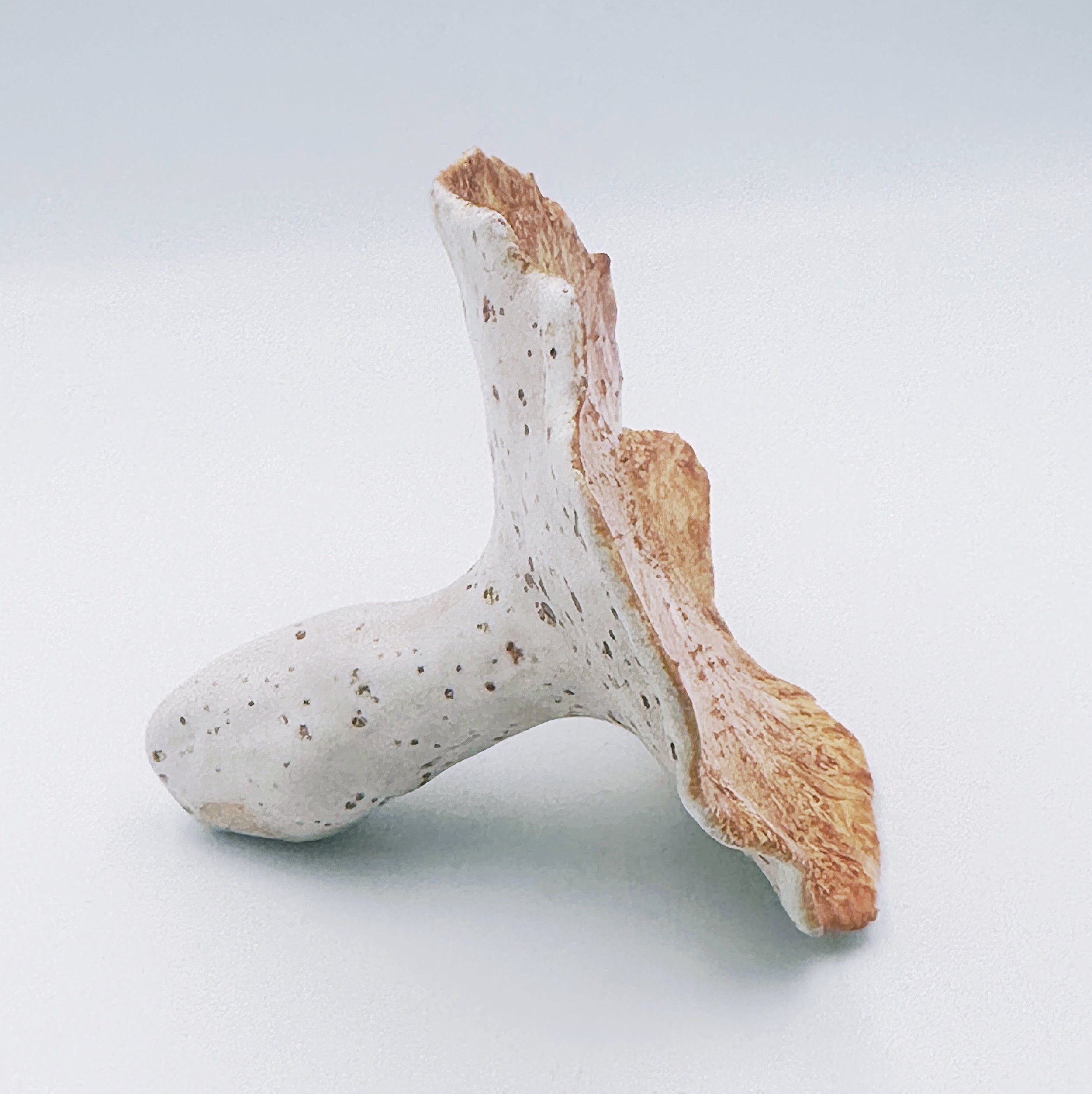 Handmade Ceramic Mushrooms - Oyster