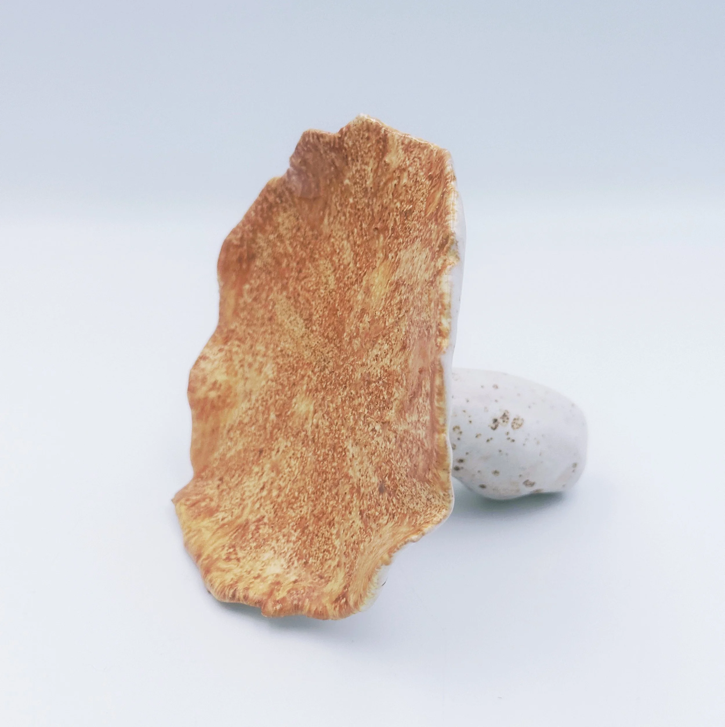 ceramic fungi - oyster mushroom