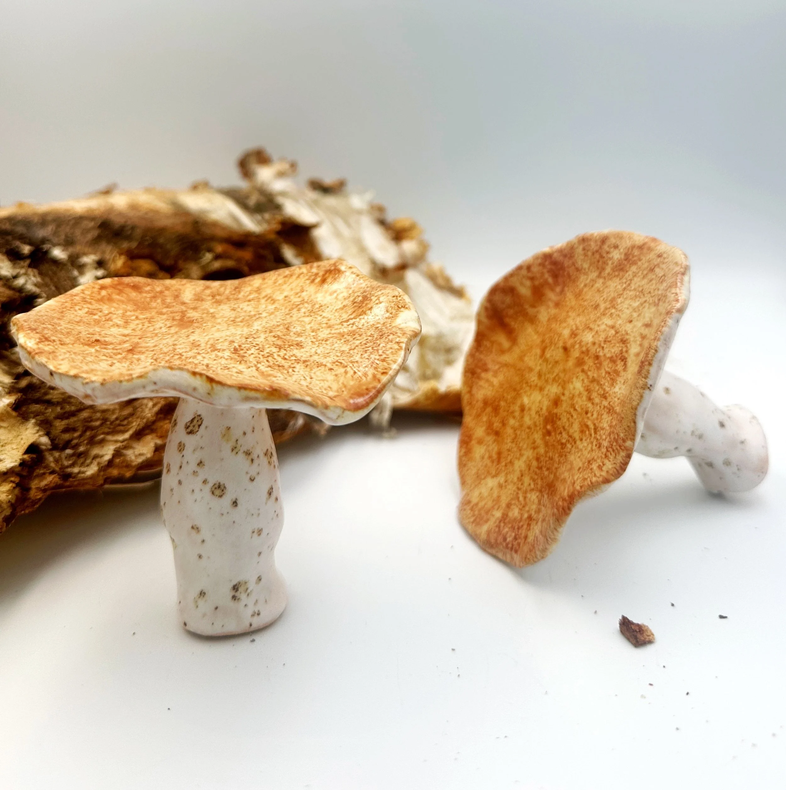 Handmade Ceramic Mushrooms - Oyster