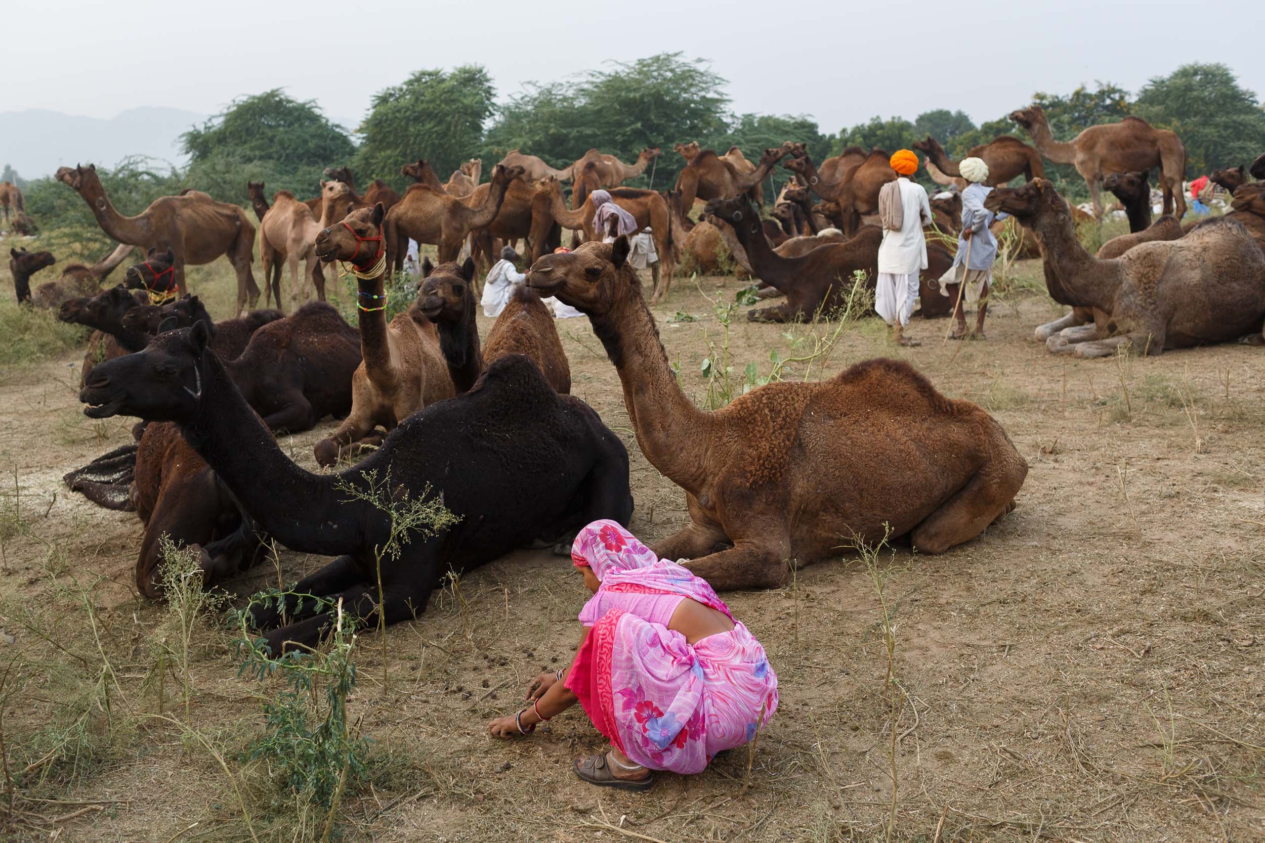 Pushkar-1012.jpg