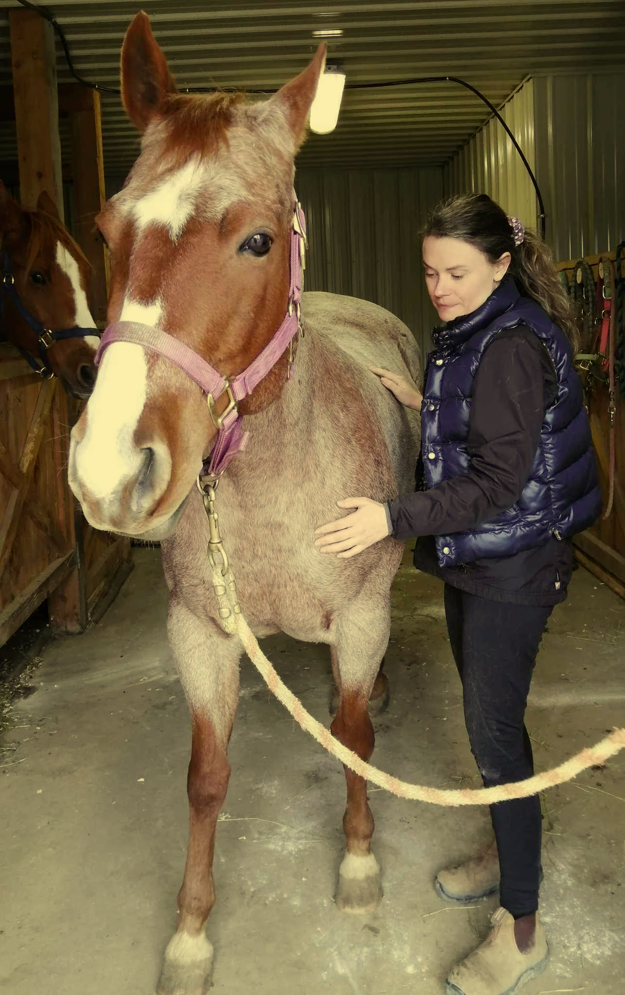 Une femme examine un cheval dans un box d'écurie en bois, d'autres chevaux sont visibles en arrière-plan.