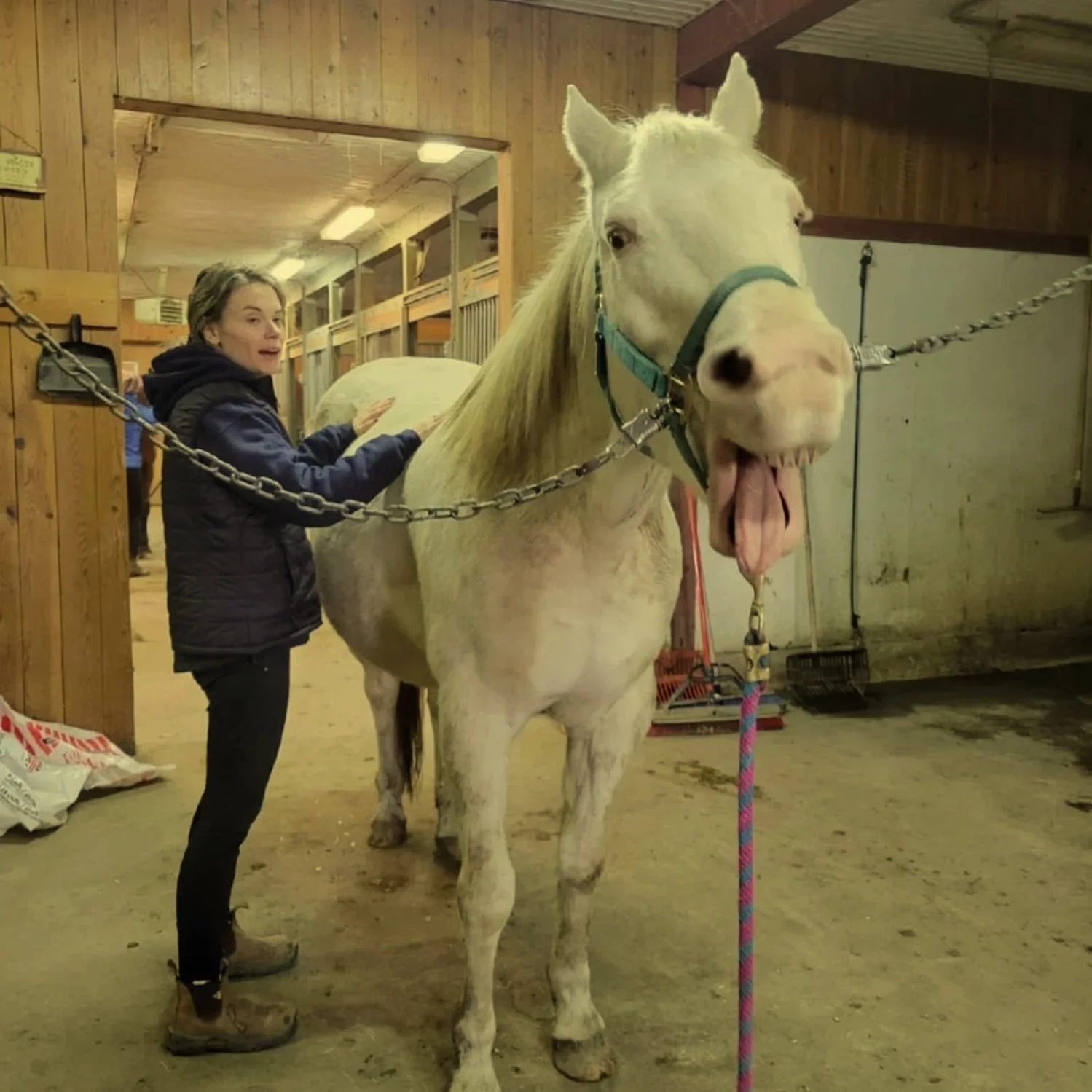 Une jeune femme caresse un cheval blanc dans un box en bois, l'animal a la langue dehors et porte un licol bleu.