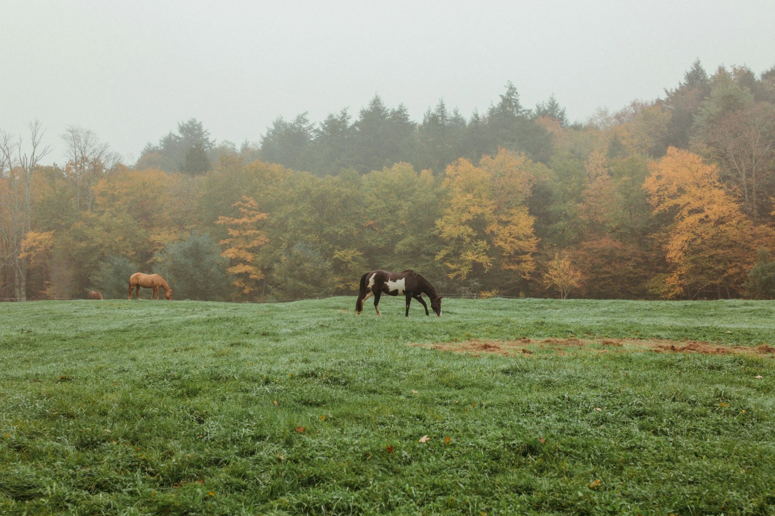 Pourquoi offrir un soin énergétique à son cheval au changement de saison