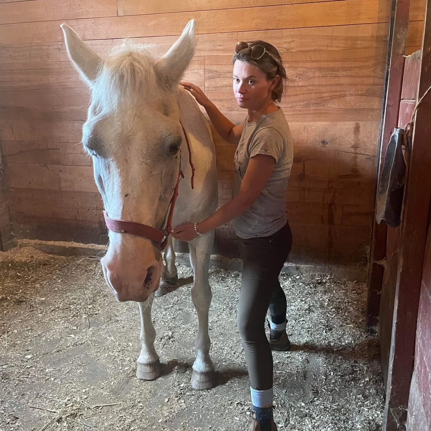 Méthode Masterson® pour le cheval : c’est quoi, comment ça fonctionne et quels bienfaits ?