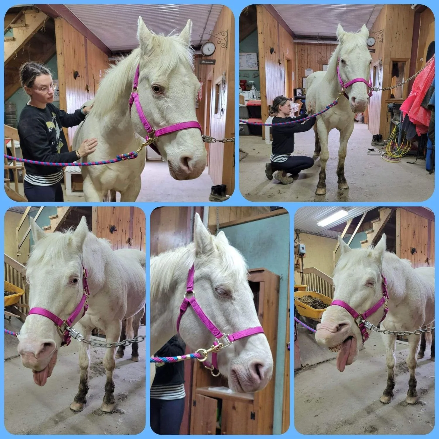 Pourquoi offrir un massage à son cheval au changement de saison ?